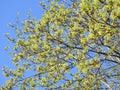 Maple tree branches in spring, Lithuania Royalty Free Stock Photo