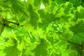 Beautiful green maple tree leaves, Lithuania Royalty Free Stock Photo