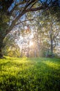 Close up of Beautiful green meadow and trees with sun back lighting Royalty Free Stock Photo