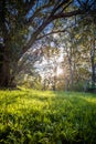 Close up of Beautiful green meadow and trees with sun back lighting Royalty Free Stock Photo