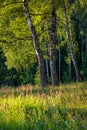 Beautiful green meadow with wildflowers on a background of birch grove Royalty Free Stock Photo