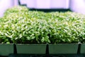 beautiful green micro-pods in pots Royalty Free Stock Photo