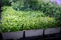 beautiful green micro-pods in pots Royalty Free Stock Photo