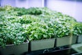 beautiful green micro-pods in pots Royalty Free Stock Photo