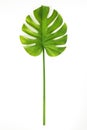 Beautiful green Monstera leaf on white background