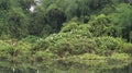 Beautiful green mosaic landscape view Some white cranes and beautiful lake