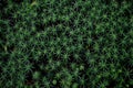 Beautiful green moss background, Natural green forest background Royalty Free Stock Photo