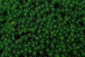 Beautiful green moss background, Natural green forest background Royalty Free Stock Photo