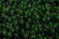 Beautiful green moss background, Natural green forest background Royalty Free Stock Photo