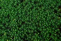 Beautiful green moss background, Natural green forest background Royalty Free Stock Photo
