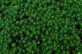 Beautiful green moss background, Natural green forest background Royalty Free Stock Photo
