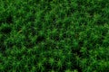 Beautiful green moss background, Natural green forest background Royalty Free Stock Photo
