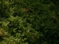 Beautiful green moss with dewpoint in the sunlight on the floor, moss closeup, macro. Beautiful background of moss for wallpaper Royalty Free Stock Photo