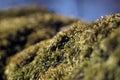 Beautiful green moss on the floor, moss closeup, macro. Beautiful background of moss for wallpaper Royalty Free Stock Photo