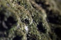 Beautiful green moss on the floor, moss closeup, macro. Beautiful background of moss for wallpaper Royalty Free Stock Photo