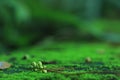 Beautiful green moss on the floor, moss closeup, macro. Beautiful background of moss for wallpaper Royalty Free Stock Photo