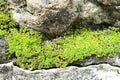 Beautiful green moss on the floor, moss closeup, macro. Beautiful background of moss for wallpaper Royalty Free Stock Photo