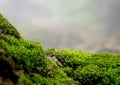 Beautiful green moss on the floor, moss closeup, macro. Beautiful background of moss for wallpaper Royalty Free Stock Photo