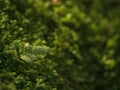 Beautiful green moss on the floor, moss closeup, macro. Beautiful background of moss for wallpaper Royalty Free Stock Photo