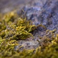 Beautiful green moss on the floor. Macro foto. Texture Closeup. Background of moss and stone for wallpaper. Mossy Royalty Free Stock Photo