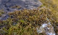 Beautiful green moss on the floor. Macro foto. Texture Closeup. Background of moss and stone for wallpaper. Mossy