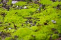 Beautiful green moss on the floor, moss close-up, macro. Beautiful background of moss for wallpaper. Moss foreground