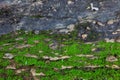 Beautiful green moss on the floor, moss closeup, macro. Beautiful background of moss for wallpaper. Royalty Free Stock Photo