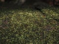 Beautiful green moss on the floor, moss closeup, macro. Beautiful background of moss for wallpaper. Royalty Free Stock Photo