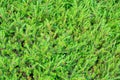 Beautiful green moss on the floor, moss closeup, macro Royalty Free Stock Photo