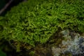 Beautiful green moss on the floor, moss closeup on stone, macro. Beautiful background of moss for wallpaper Royalty Free Stock Photo