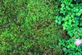 Beautiful green moss and grass nature background texture, vintage tone Royalty Free Stock Photo