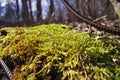 Beautiful green moss grows on an old tree in the forest, close up view, macro. Beautiful background of moss for wallpaper. Royalty Free Stock Photo