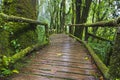 Beautiful green moss on old trees and wooden bridge in forest Royalty Free Stock Photo