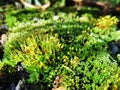 Beautiful green moss on stones, moss close-up, macro. Beautiful background from moss for wallpaper Royalty Free Stock Photo