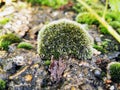 Beautiful green moss on stones, moss close-up, macro. Beautiful background from moss for wallpaper Royalty Free Stock Photo