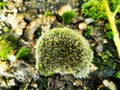 Beautiful green moss on stones, moss close-up, macro. Beautiful background from moss for wallpaper Royalty Free Stock Photo