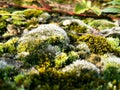 Beautiful green moss on stones, moss close-up, macro. Beautiful background from moss for wallpaper Royalty Free Stock Photo