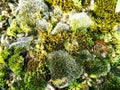 Beautiful green moss on stones, moss close-up, macro. Beautiful background from moss for wallpaper Royalty Free Stock Photo