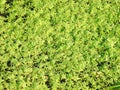 Green water moss in swamp, Lithuania Royalty Free Stock Photo