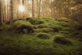 Beautiful green mossy forest with strong sunbeams at sunset. Royalty Free Stock Photo