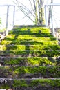 Beautiful green mossy steps and stairs in the park Germany