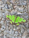 A beautiful green moth stays on the trunk Royalty Free Stock Photo