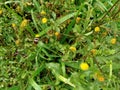 Beautiful green mustered plant with the owsam yellow flowers