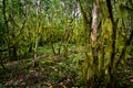 Beautiful green mysterious mossy forest in Santa