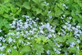 Beautiful green natural background, village meadow, fresh spring grass, tender wild blue myosotis flowers, environmental Royalty Free Stock Photo