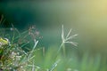 Beautiful green natural background, wet fresh green leaves with dew under sunlight in rice field at early morning, grass plant Royalty Free Stock Photo