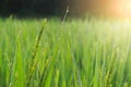 Beautiful green natural background, wet fresh green rice leaves with dew under sunlight in rice field at early morning, grass Royalty Free Stock Photo