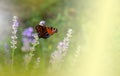 Beautiful Green Nature Background.Butterfly in Lavender Field.Colorful Macro Photography.Abstract Photo.Beauty in Nature.Flower. Royalty Free Stock Photo