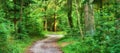 Beautiful and green nature path between trees in the forest during spring season. Landscape of an empty dirt road or Royalty Free Stock Photo