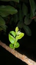 Night nice plant